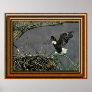 Poster Bald Eagle 'Framed Print'