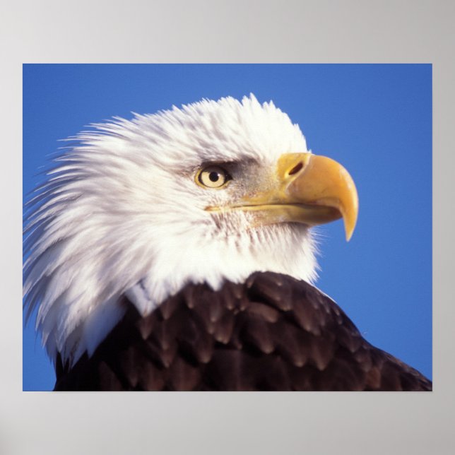 Poster bald eagle, Haliaeetus leucocephalus, close up, 3 (Frente)