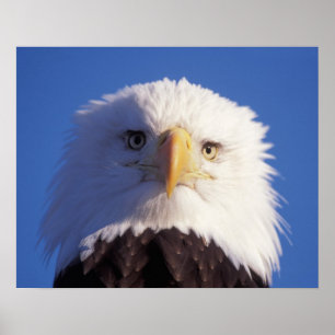 Pôster bald eagle, Haliaeetus leucocephalus, head shot,