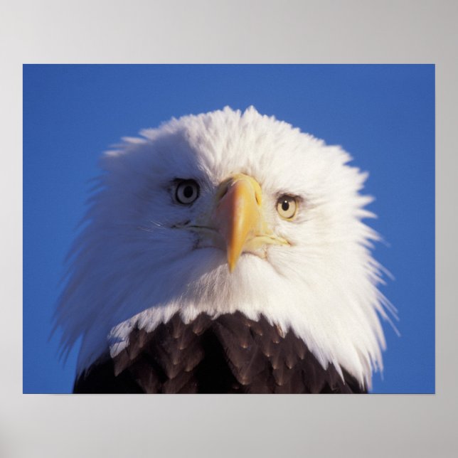 Pôster bald eagle, Haliaeetus leucocephalus, head shot, (Frente)