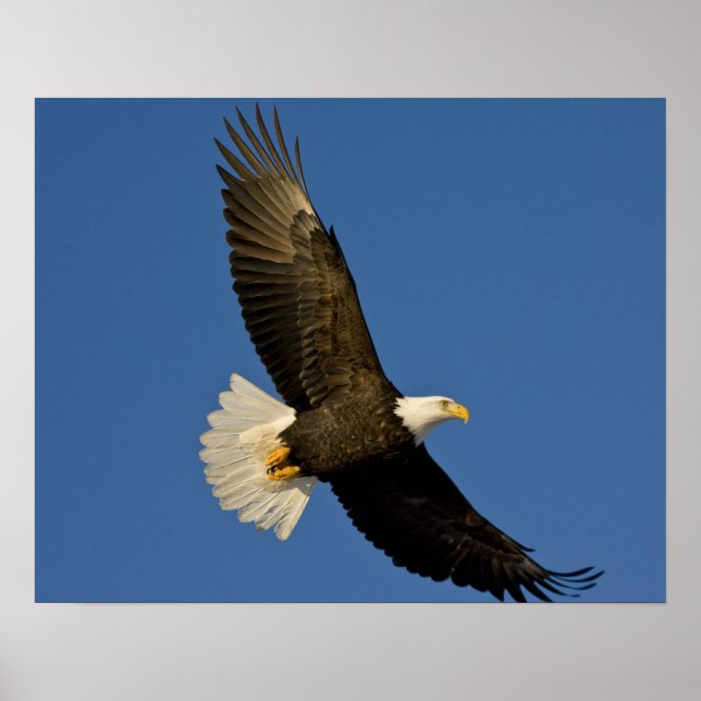 Poster Bald Eagle, Haliaeetus leucocephalus, Homer, (Frente)