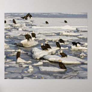 Pôster Bald Eagle, Haliaeetus leucocephalus, Homer, 2
