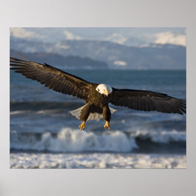 Pôster Bald Eagle, Haliaeetus leucocephalus, Homer, 3 (Frente)