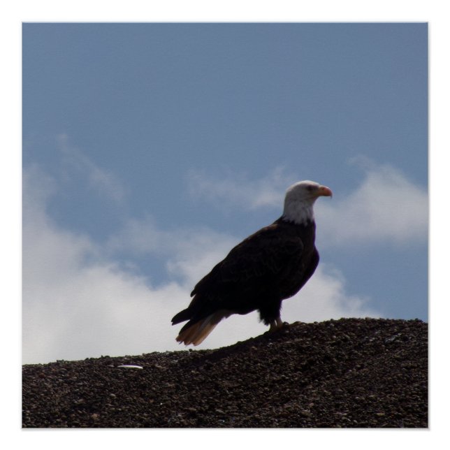 Pôster Bald Eagle on High Ground Glossy Poster (Frente)