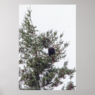 Poster Bald Eagle P2825
