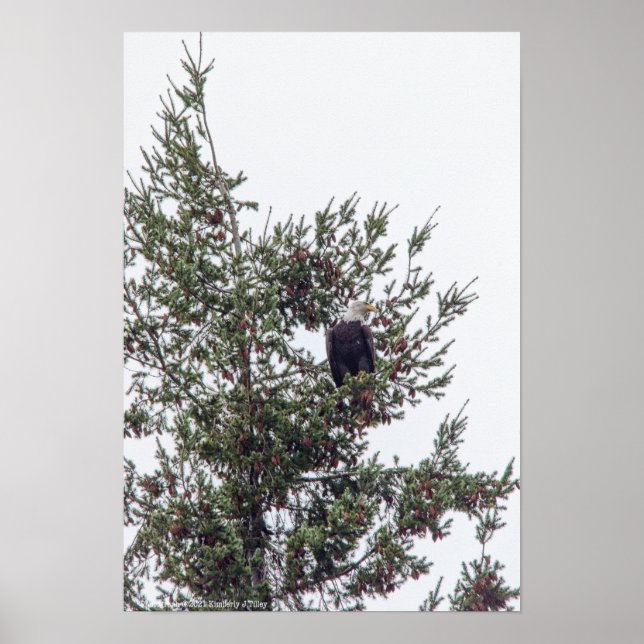 Poster Bald Eagle P2825 (Frente)