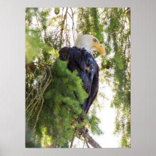 Poster Bald Eagle perches em Douglas Fir