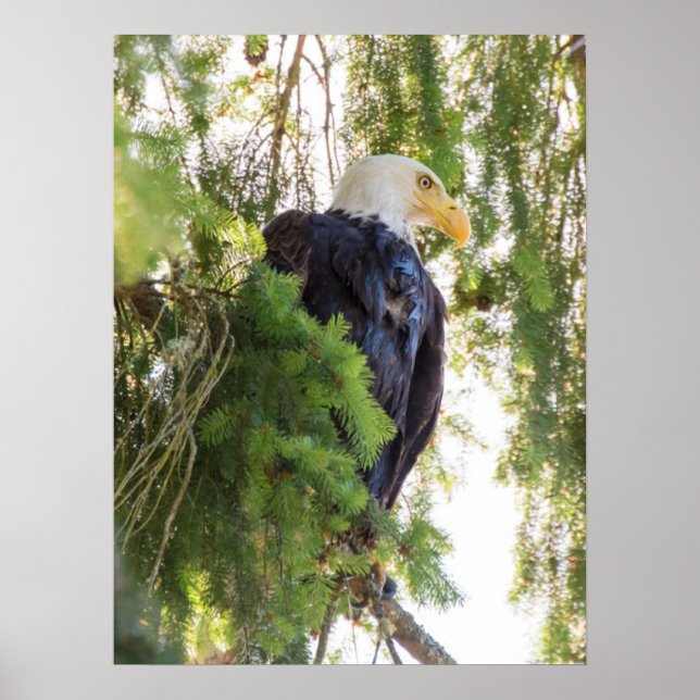 Poster Bald Eagle perches em Douglas Fir (Frente)