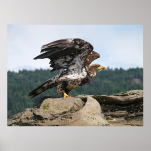 Poster Bald Eagle Ready For Flight Fine Art Print