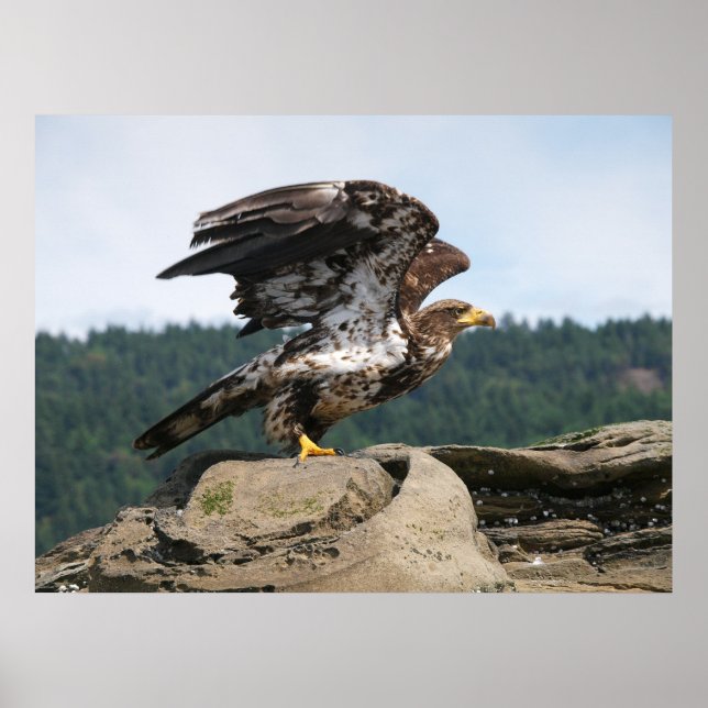 Poster Bald Eagle Ready For Flight Fine Art Print (Frente)