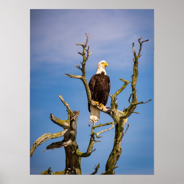 Poster Bald Eagle, Southern Gulf Islands, BC (Frente)