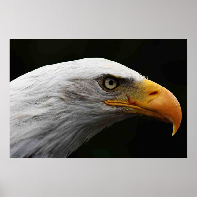 Poster Bald Eagle wapcna (Frente)