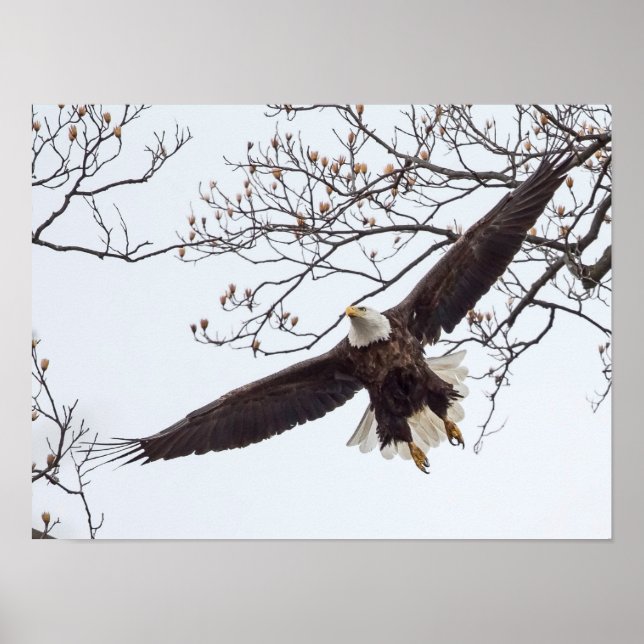 Poster Bald Eagle Wingspread (Frente)