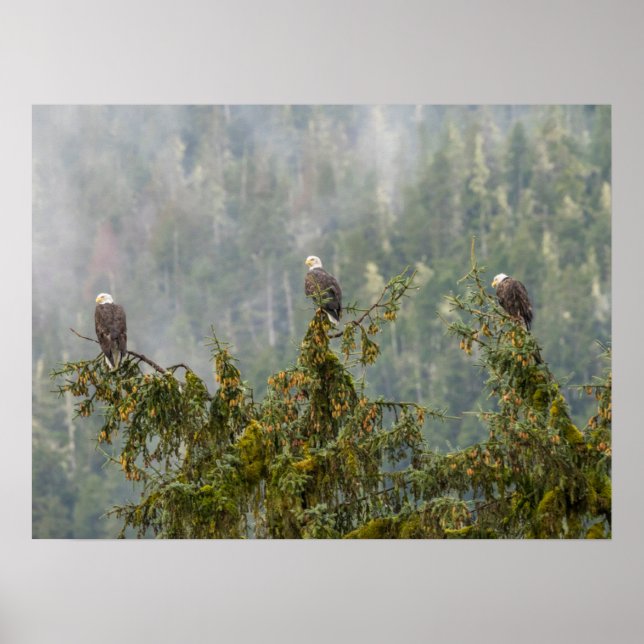 Poster Bald Eagles | Floresta Nacional do Alasca em Tonga (Frente)