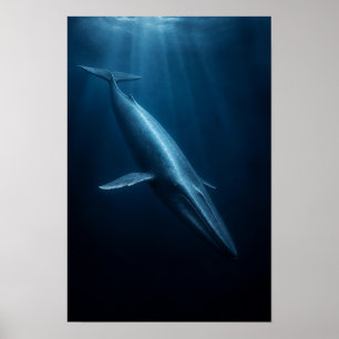 Poster Baleia Azul Nadando Através da Luz da Profunda Oce