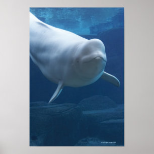 Pôster Baleia da beluga (leucas do Delphinapterus)
