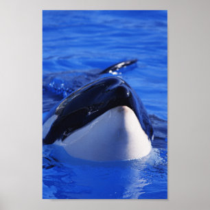 Poster Baleia de assassino da orca