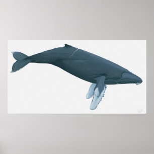 Pôster Baleia de Humpback