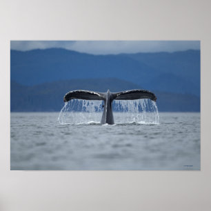 Pôster Baleia de Humpback 2