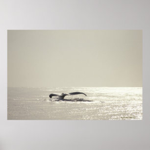 Pôster Baleia de Humpback, cauda sobre a superfície da