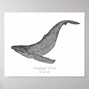 Poster Baleia de Humpback Dotwork