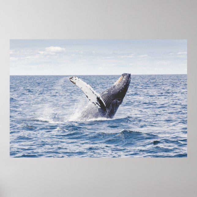 Poster Baleia Gigante Salta Para Fora Do Oceano (Frente)