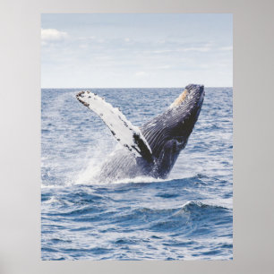 Poster Baleia-jubarte quebrando estados unidos