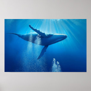 Poster Baleia Oceano Mar Natureza Azul Água Profunda Vida