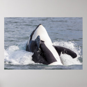 Pôster Baleia Orca saltando