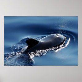 Pôster Baleia-piloto