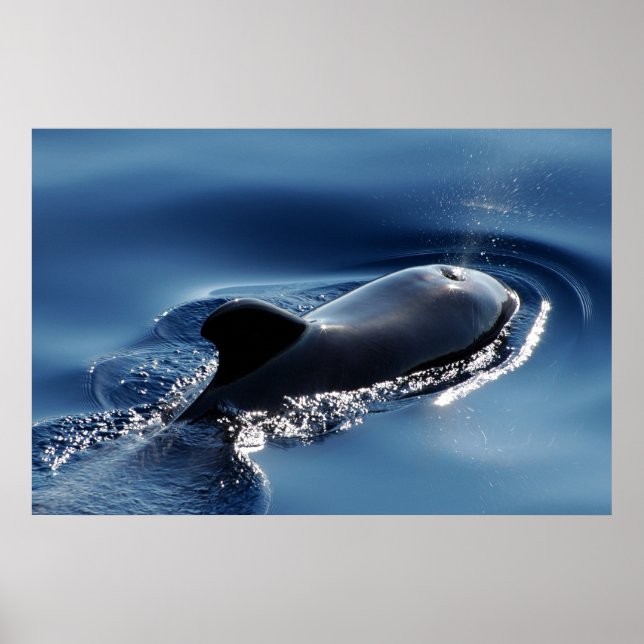 Pôster Baleia-piloto (Frente)