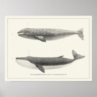Poster Baleia-Vintage-Califórnia Baleia-Baleia-Finback