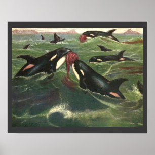 Pôster Baleias Assassinas ou Orcas Vintage, Mamíferos Mar