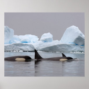 Poster baleias de assassino (orcas), orca do Orcinus,