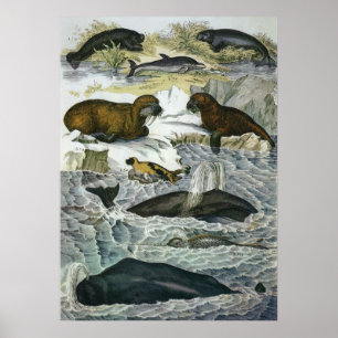 Poster Baleias, focas e morsas vintage, animais marinhos