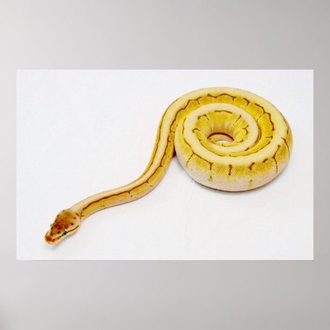 Pôster Ball Python Amarelo Brilhante (Frente)