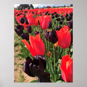 Poster Ballerina e Rainha das Tulipas Noturnas