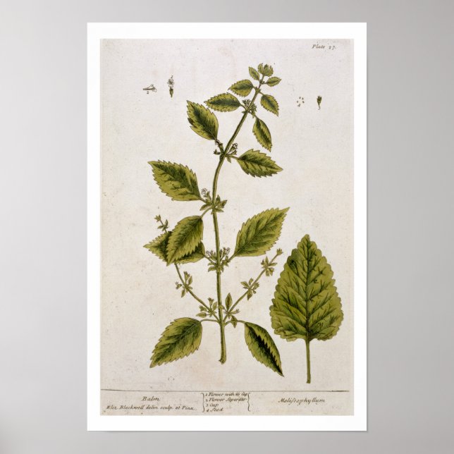Pôster Balm, placa 27 de 'A Curiosa Herbal', publicada (Frente)