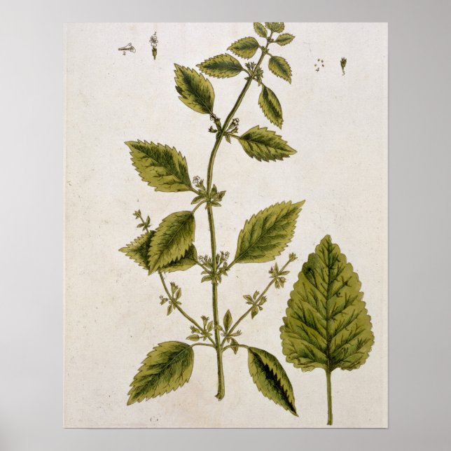 Poster Balm, placa 27 de 'A Curiosa Herbal', publicada (Frente)