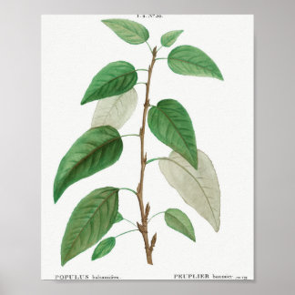 Poster Balsam poplar (Populus balsamifera) de Traite de