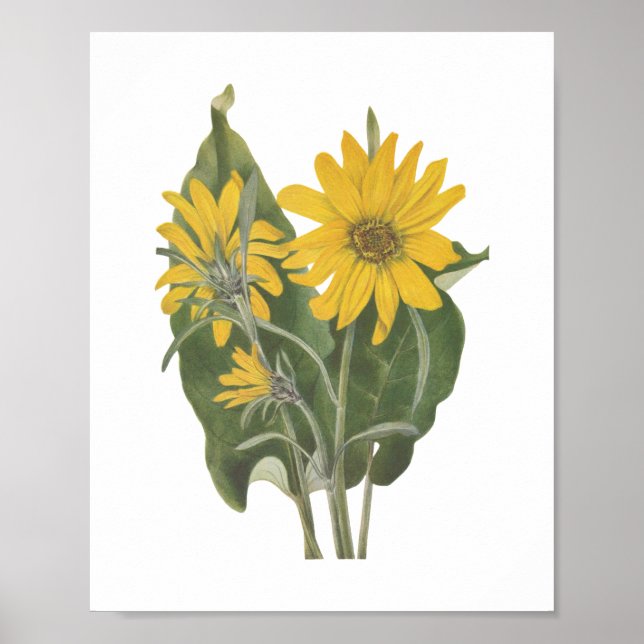 Poster Balsam Root Wildflower (Frente)