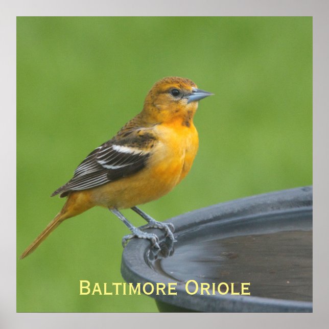 Pôster Baltimore Oriole (Frente)