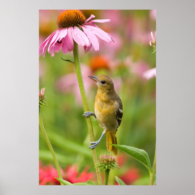 Pôster Baltimore Oriole (Frente)