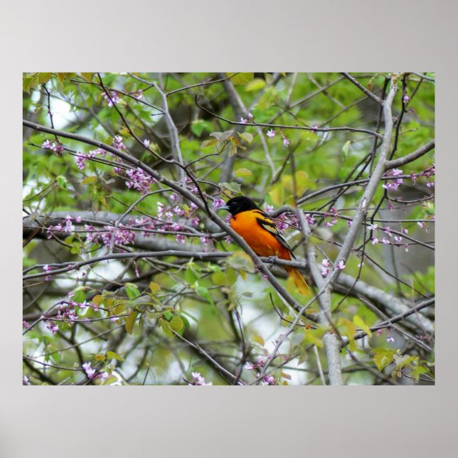 Poster Baltimore Oriole (Frente)