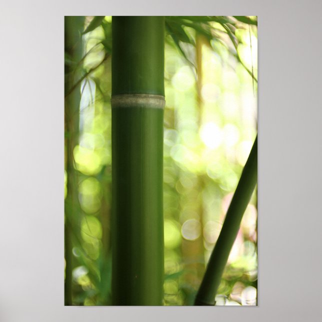 Poster Bamboo Forest (Poster) (Frente)