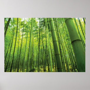 Poster Bamboo Forest Zen Art