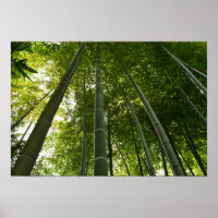 Bamboo Grove: Tóquio, Japão