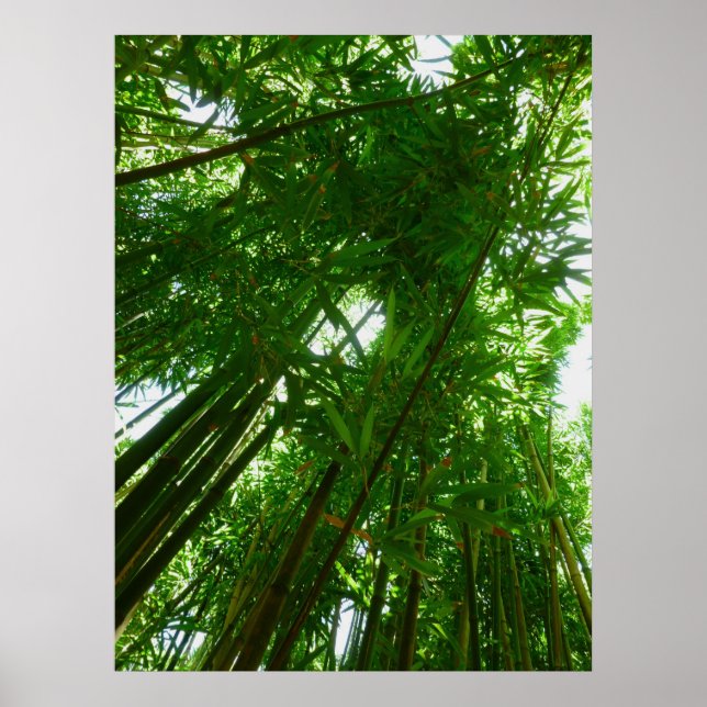 Poster Bamboo Sky (Frente)