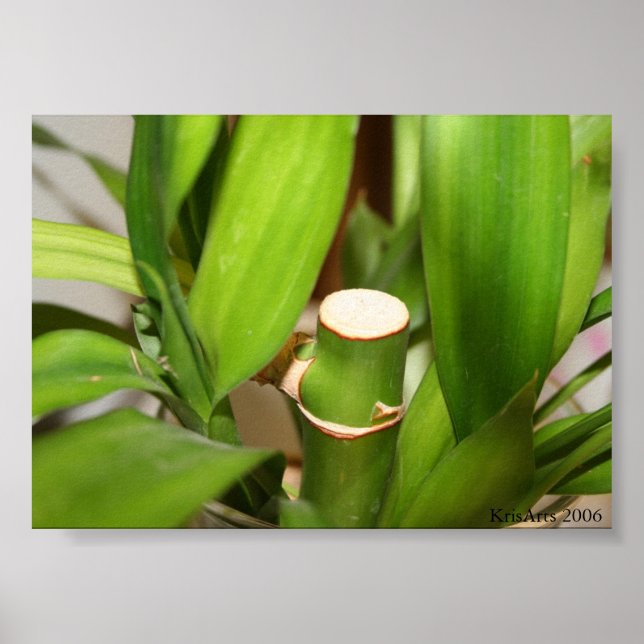 Poster bambu (Frente)