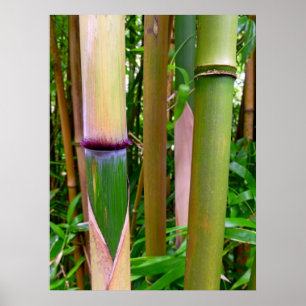 Poster Bambu